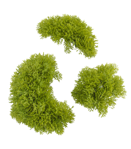 Petits galets de mousse des bois