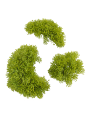 Petits galets de mousse des bois