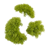 Petits galets de mousse des bois