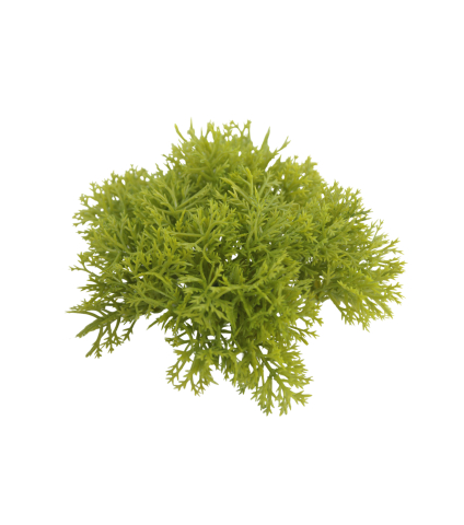 Petits galets de mousse des bois