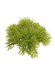 Petits galets de mousse des bois