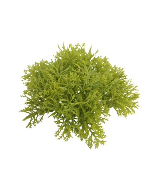 Petits galets de mousse des bois