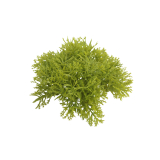 Petits galets de mousse des bois