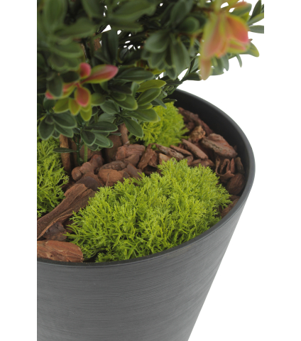 Petits galets de mousse des bois