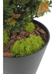 Petits galets de mousse des bois