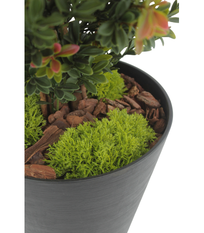 Petits galets de mousse des bois