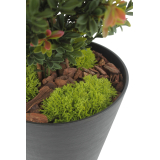 Petits galets de mousse des bois