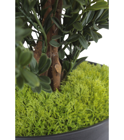 Petits galets de mousse des bois