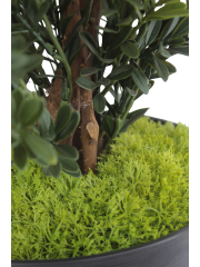 Petits galets de mousse des bois