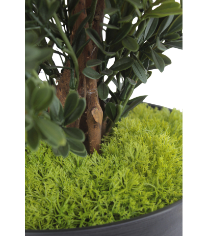 Petits galets de mousse des bois