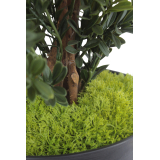 Petits galets de mousse des bois