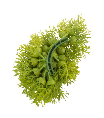 Petits galets de mousse des bois