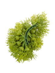 Petits galets de mousse des bois