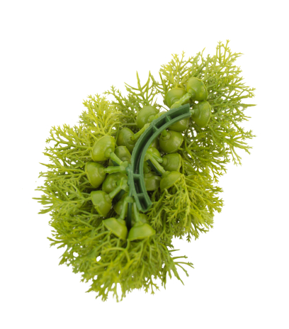 Petits galets de mousse des bois