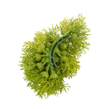 Petits galets de mousse des bois