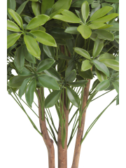 Schefflera ombelle artificiel
