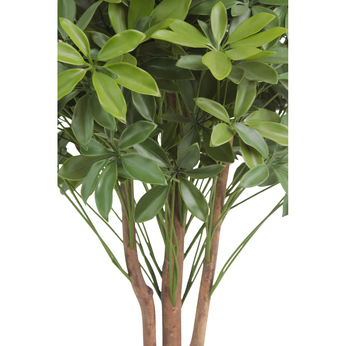 Plante Artificielle Schefflera Arboricola Parapluie 55 Cm - Feuillage Réaliste Noir