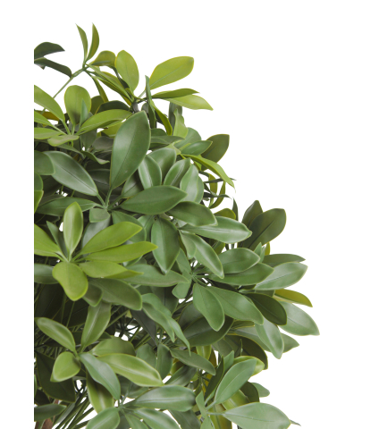 Schefflera ombelle artificiel