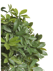 Schefflera ombelle artificiel