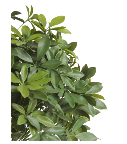 Schefflera ombelle artificiel