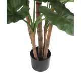 Pot