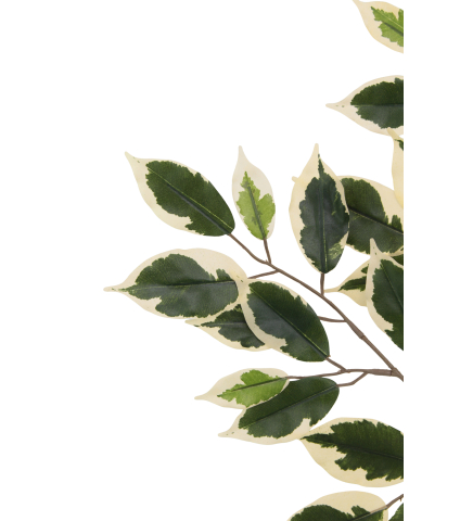 Feuille de ficus panaché artificielle