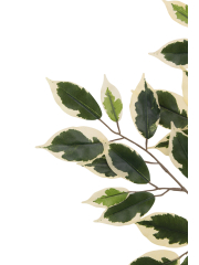 Feuille de ficus panaché artificielle