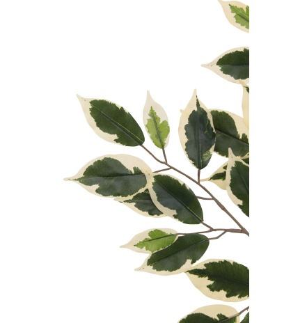 Feuille de ficus panaché artificielle