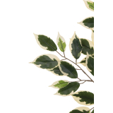 Feuille de ficus panaché artificielle