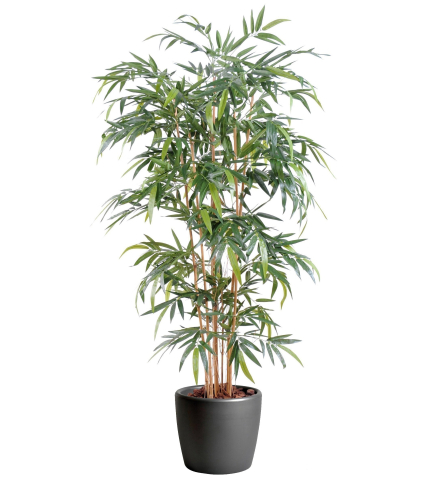 Faux bambou kimmei