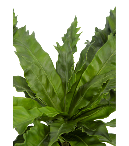 Asplenium daucifolium artificiel