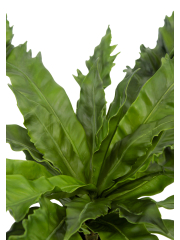 Asplenium daucifolium artificiel