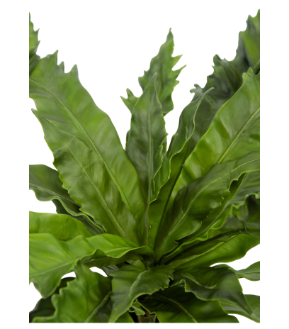 Asplenium daucifolium artificiel