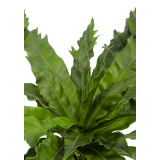 Asplenium daucifolium artificiel