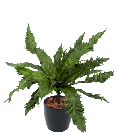 Asplenium daucifolium artificiel