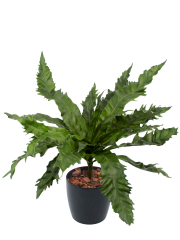 Asplenium daucifolium artificiel