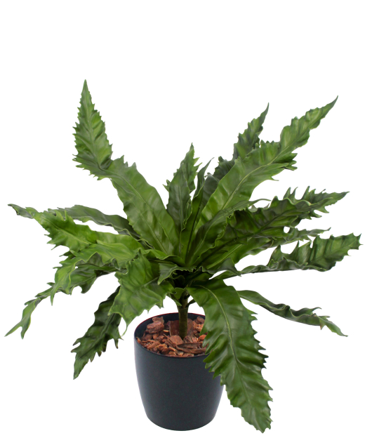 Asplenium daucifolium artificiel