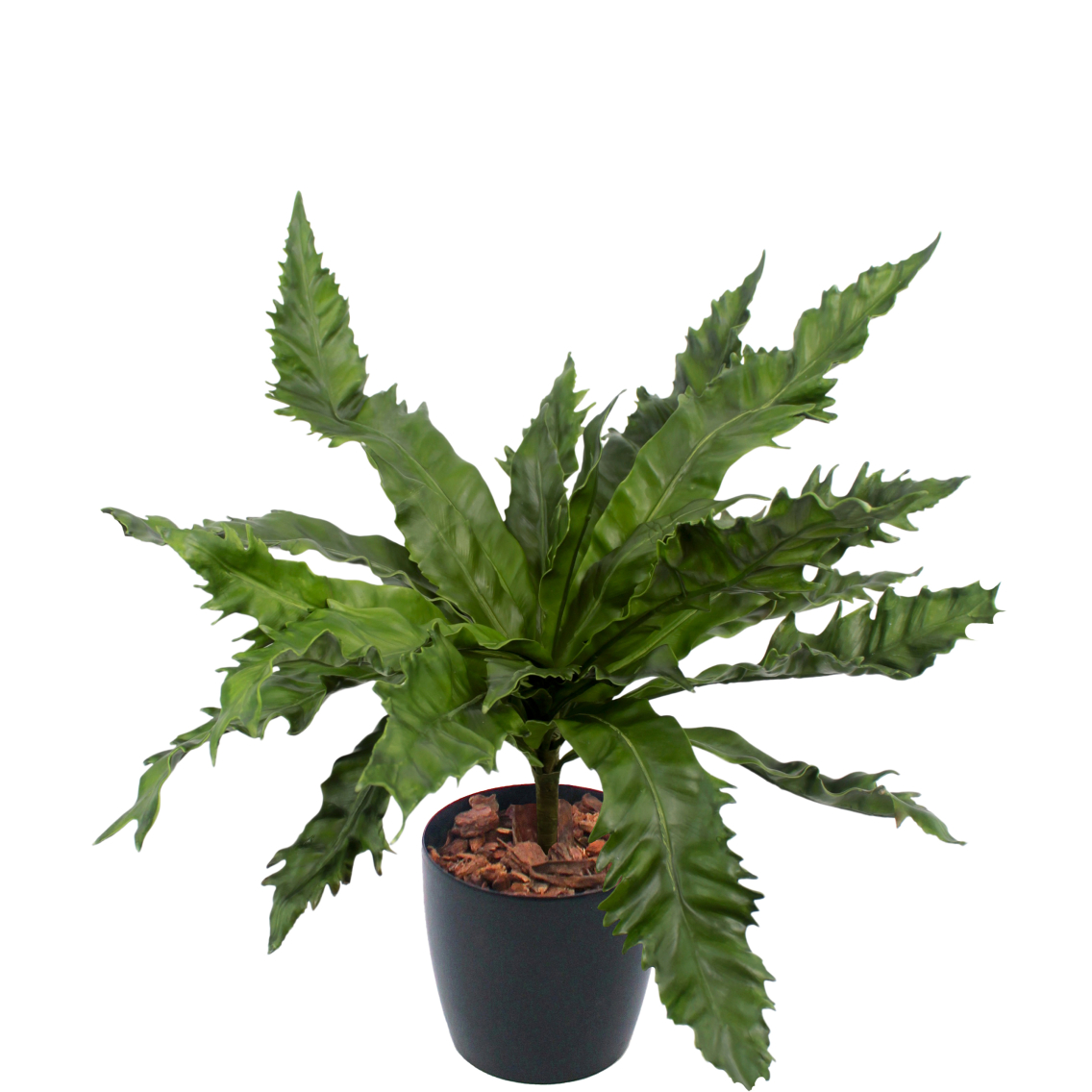 Asplenium daucifolium artificiel Asplenium daucifolium artificiel
