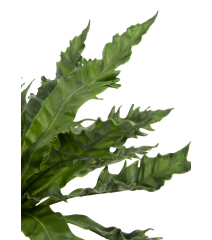 Asplenium daucifolium artificiel
