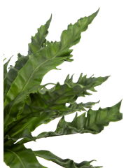 Asplenium daucifolium artificiel