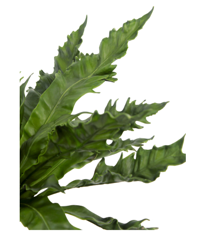 Asplenium daucifolium artificiel