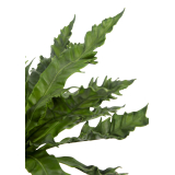 Asplenium daucifolium artificiel