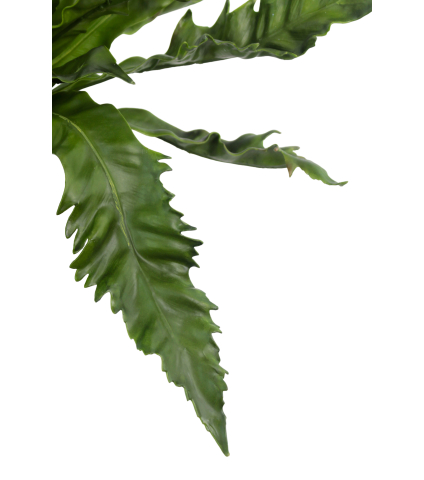 Asplenium daucifolium artificiel