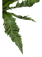 Asplenium daucifolium artificiel