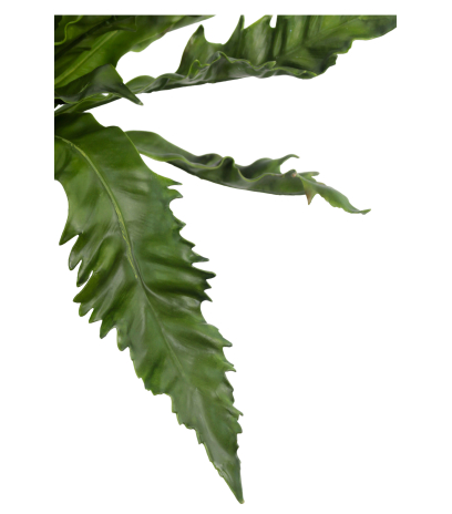 Asplenium daucifolium artificiel