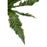 Asplenium daucifolium artificiel