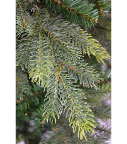 Sapin des forêts artificiel