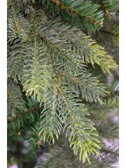 Sapin des forêts artificiel