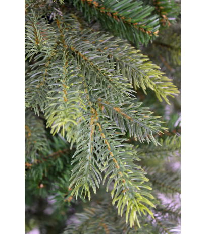 Sapin des forêts artificiel