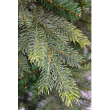 Sapin des forêts artificiel